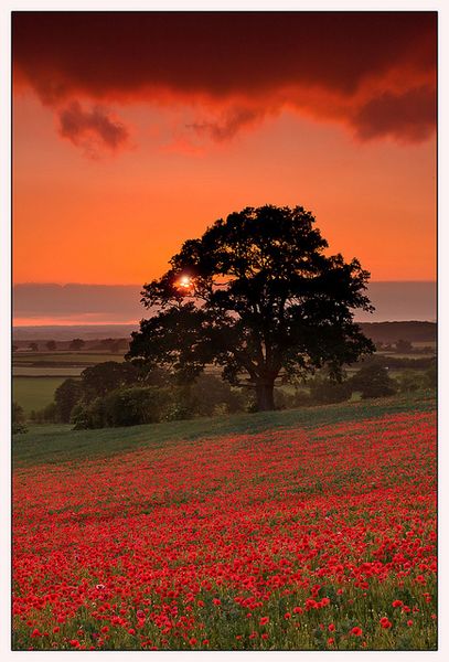 Oxfordshire Poppies by Phil Selby, via Flickr