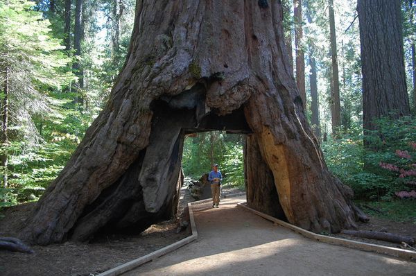 Calaveras Big Trees State Park