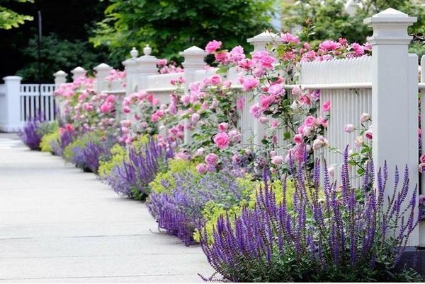 climbing roses and lavender
