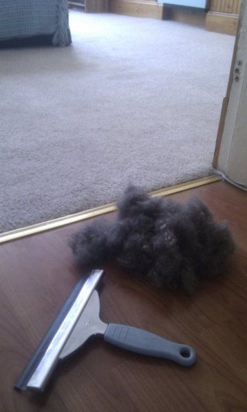 A window squeegee removes pet hair from carpets. Gross but helpful!
