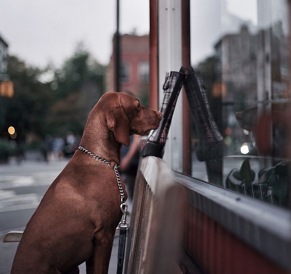 1. My life is likely to last 10 to 15 years. Any  separation from you will be painful remember  tha…