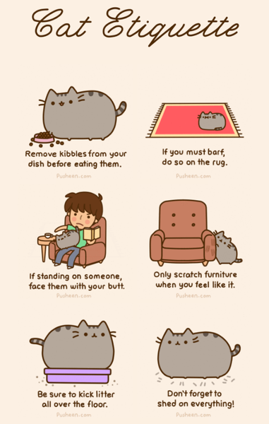 Cat Etiquette
