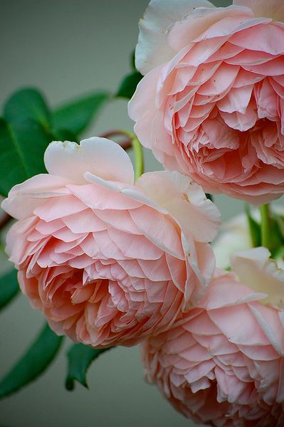 'William Morris' David Austin Old English Rose
