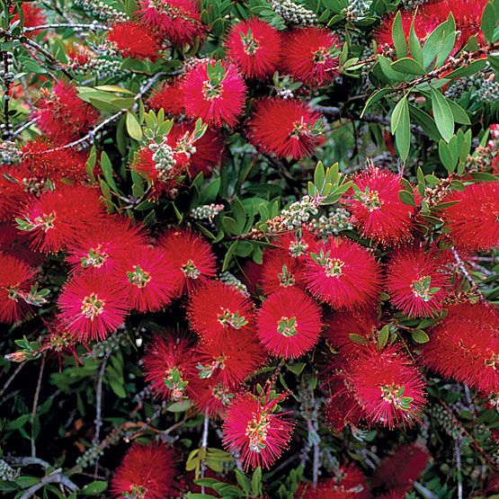 Callistemon citrinus - Lemon Bottlebrush