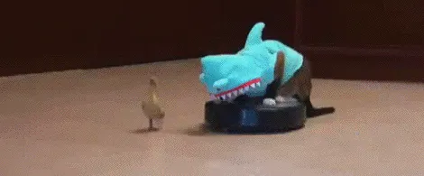 The Internet Has Peaked: Cat, On Roomba, Dressed As Shark, Chases Duck