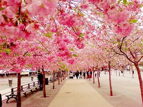 Cherry Blossom Walk, Sakura, Japan