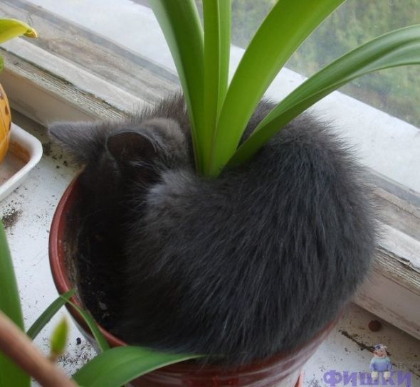 The best way to protect your plants during the winter., #cute #animals
