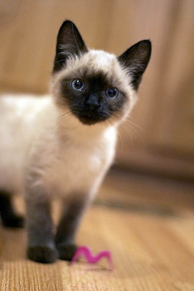 Siamese kitten!