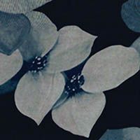 Dogwood Dusk Silk Chiffon - Blues/White