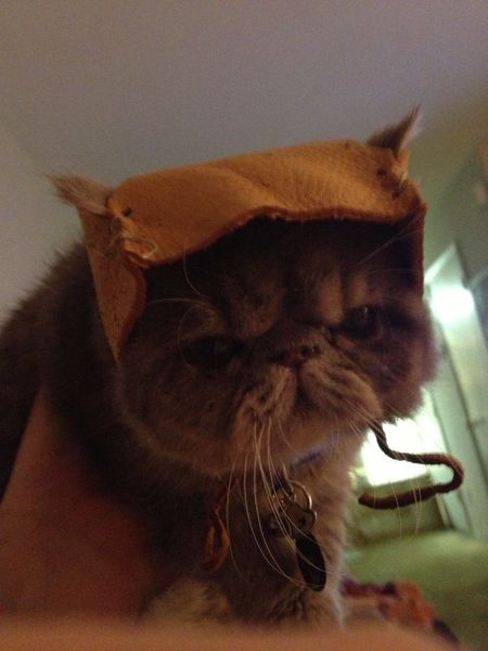 How To Make An Ewok Hat For Your cat.