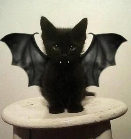 Kitty Bat ....