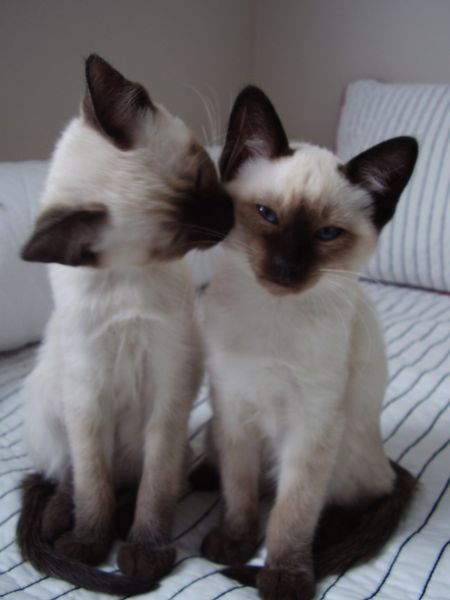 Kitty kisses ♥ Siamese