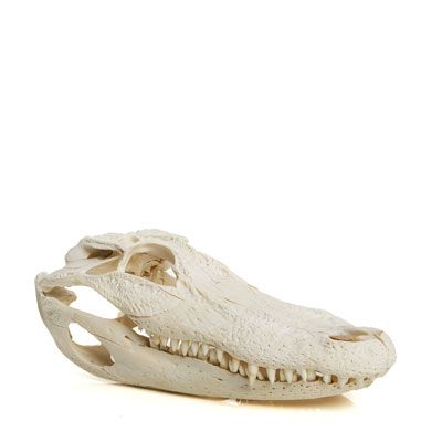 Alligator Skull