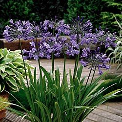 Blue Globe Agapanthus