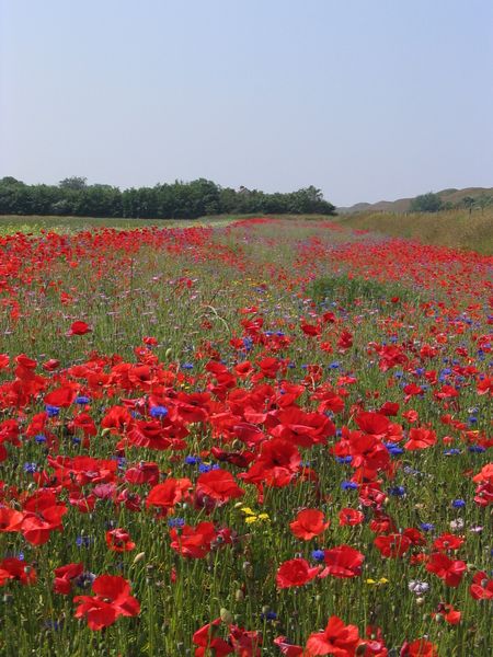 Poppies growing along the front fence with Texas blue bonnets and daisy :)