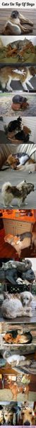 Cats on top of dogs