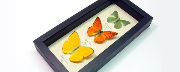 Real Butterfly Gifts- Insect Displays