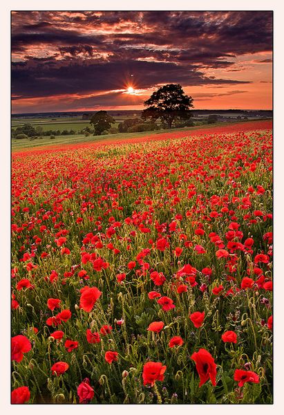 Poppy Heaven by Phil Selby, via Flickr