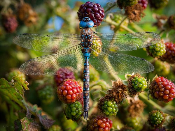 Blue Dragon by Philip Chin on 500px