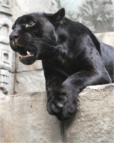 Panther