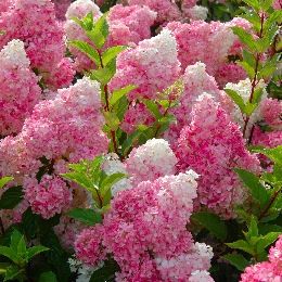 vanilla strawberry hydrangea... and the heck with Madonna