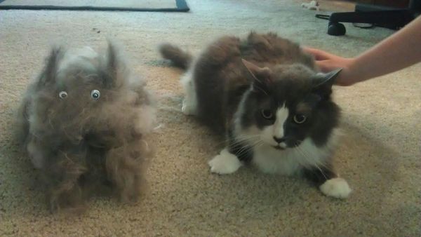 "we brushed a cat out of my cat"
