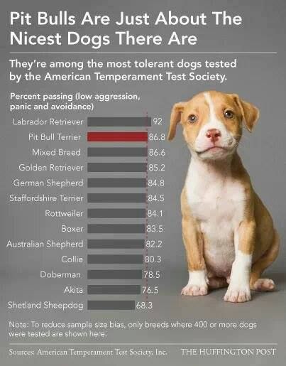Also check out the German Shepherd, Rottweiler, and Doberman scores. Higher than a shetland sheepdo…