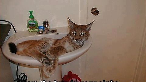 The cat in the hat was busy.