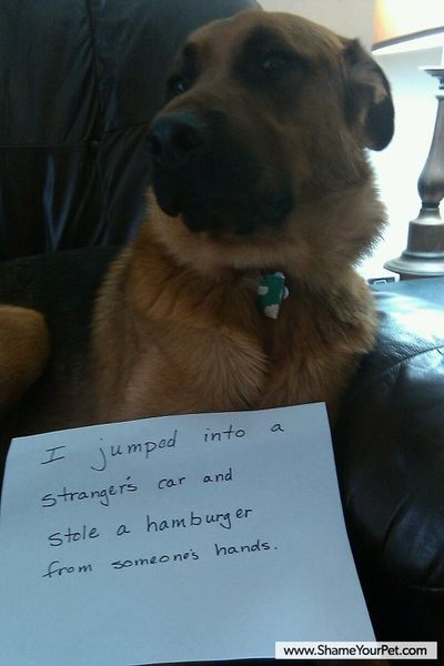 That dog knows he did something awesome