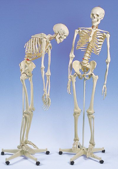 Flexible Human Skeleton on Pelvic Stand (Replica)