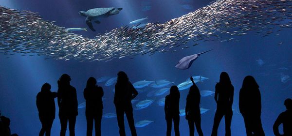 Monterrey Bay Aquarium