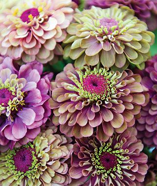 Queen Red Lime zinnia