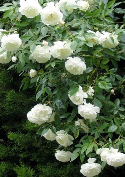 Iceberg! Possibly the most popular, well-known (and well-grown) white rose of all time!