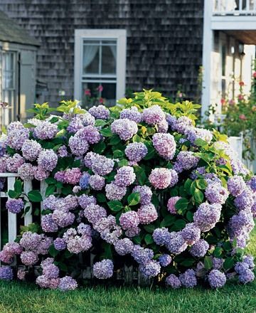 I Love Hydrangeas