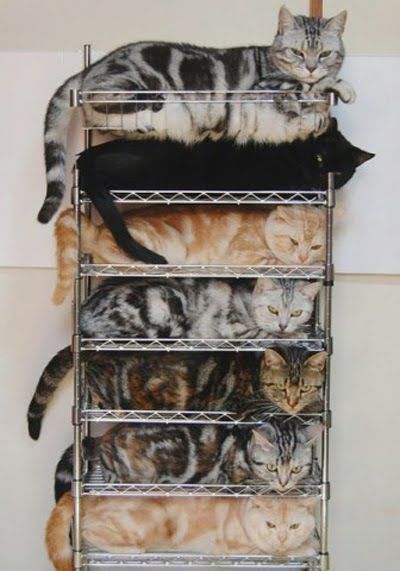 cause no one likes a disorganized pile of kitties...