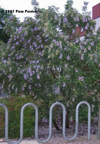 Xeriscaping - Texas mountain laurel