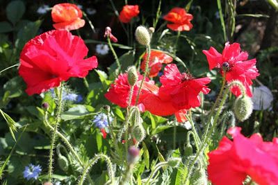 Poppies!!