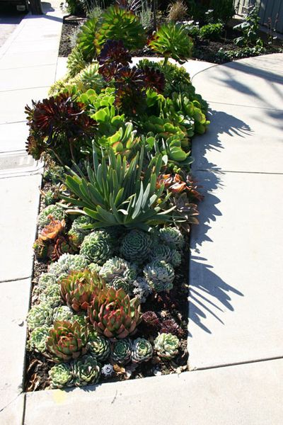 Succulent Garden