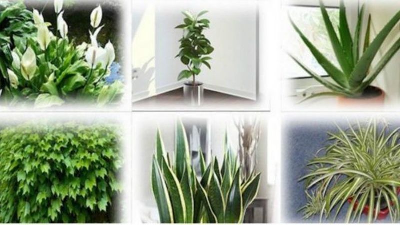 Estas son algunas de las plantas que deberías tener en tu casa para renovar el aire - Saludable.Gu…