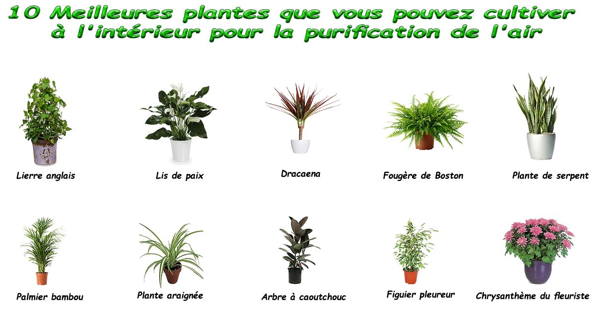 10 Meilleures plantes que vous pouvez cultiver à l'intérieur pour la purification de l'air - REM