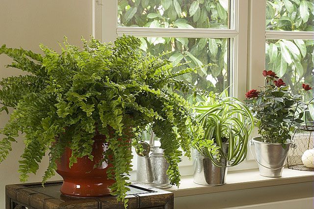 Sélection de 24 plantes dépolluantes pour votre intérieur
