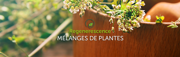 Mélanges de plantes Regenerescence