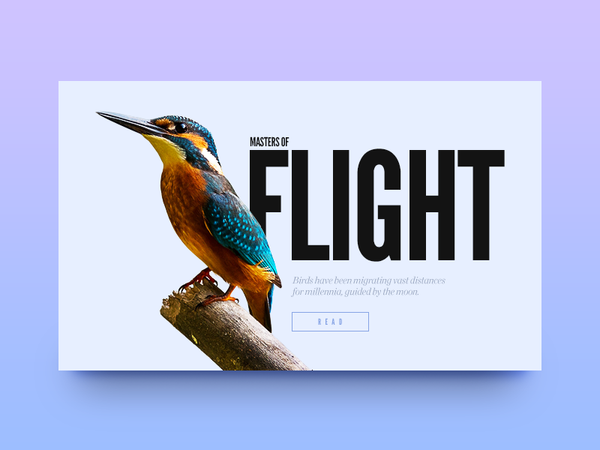 Masters of Flight by Vedad Siljak - Dribbble