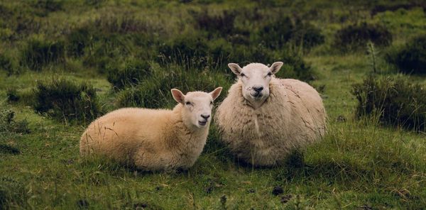 The roots of organic farming lie in fascism