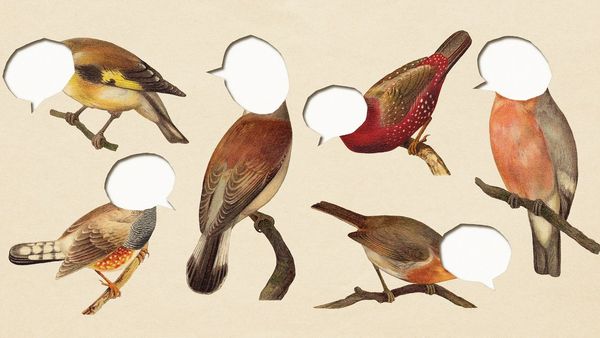 Can “Indie” Social Media Save Us? | The New Yorker