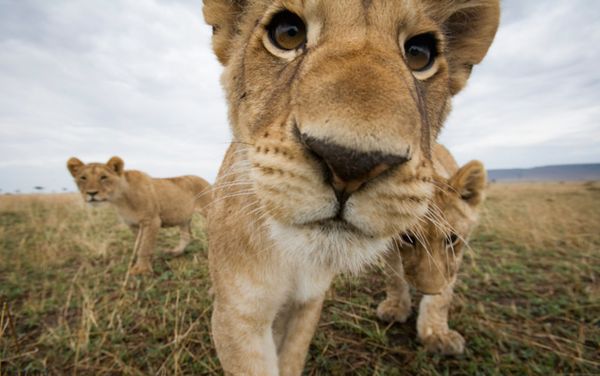 If a lion did a good deed, would we understand it? | Aeon Essays
