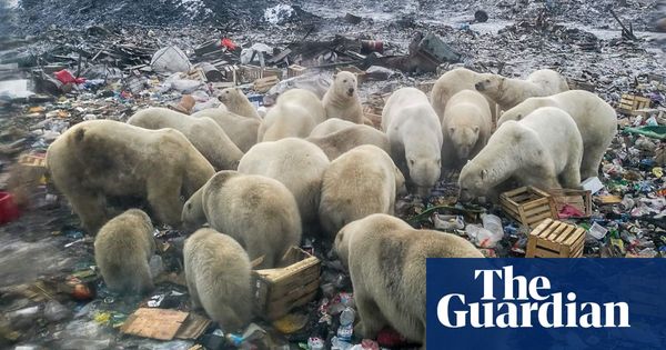 Why the Guardian is changing the language it uses about the environment | Environment | The Guardian