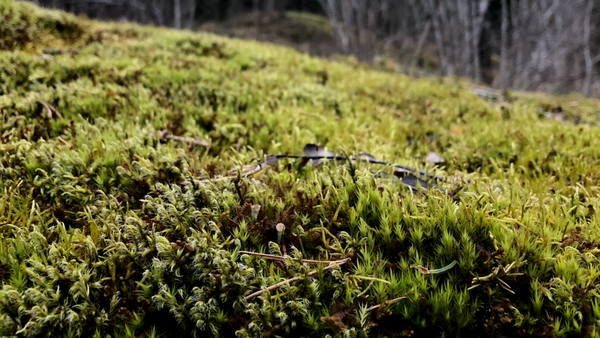 1: Writing the coronavirus to memory | by Dan Hill | Slowdown Papers | Medium